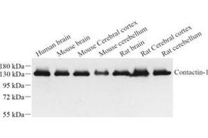 Western blot analysis of contactin-1 (ABIN7073572) at dilution of 1: 1000 (Contactin 1 anticorps)