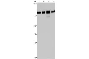 Western Blotting (WB) image for anti-Golgin A2 (GOLGA2) antibody (ABIN2423555) (Golgin A2 (GOLGA2) anticorps)