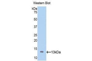 Western Blotting (WB) image for anti-ATPase, H+/K+ Exchanging, alpha Polypeptide (ATP4A) (AA 798-896) antibody (ABIN1176528) (ATP4A anticorps  (AA 798-896))