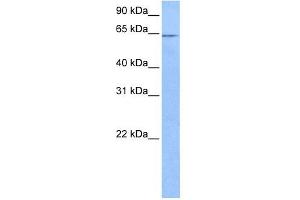 FAM71A antibody used at 0. (FAM71A anticorps  (C-Term))