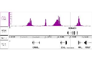 Histone H3K4me3 antibody tested by ChIP-Seq Chromatin immunoprecipitation (ChIP) was performed using the ChIP-IT High Sensitivity Kit with Acute Myelocytic Leukemia (AML) cell line chromatin and 4 μg of Histone H3K4me3 antibody. (Histone 3 anticorps  (3meLys4))