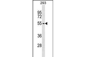 ZBTB6 Antibody (C-term) (ABIN1537261 and ABIN2849293) western blot analysis in 293 cell line lysates (35 μg/lane). (ZBTB6 anticorps  (C-Term))