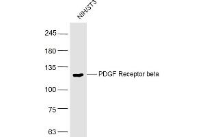 NIH/3T3 lysates probed with PDGF Receptor beta Polyclonal Antibody, Unconjugated  at 1:500 dilution and 4˚C overnight incubation.