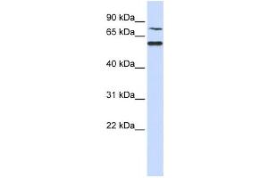 Western Blotting (WB) image for anti-POC1 Centriolar Protein Homolog B (POC1B) antibody (ABIN2459940) (POC1B anticorps)