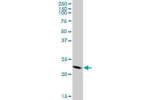 CBX5 MaxPab polyclonal antibody.