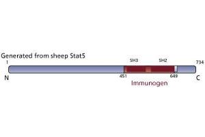 Image no. 3 for anti-Signal Transducer and Activator of Transcription 5A (STAT5A) (AA 451-649) antibody (ABIN967811) (STAT5A anticorps  (AA 451-649))