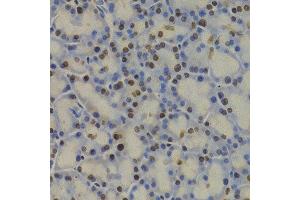 Immunohistochemistry (IHC) image for anti-Glyceraldehyde-3-Phosphate Dehydrogenase (GAPDH) (AA 1-335) antibody (ABIN3020538) (GAPDH anticorps  (AA 1-335))