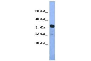 Western Blot showing Klhdc9 antibody used at a concentration of 1. (KLHDC9 anticorps  (Middle Region))