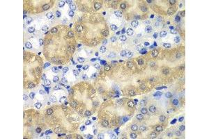 Immunohistochemistry of paraffin-embedded Mouse kidney using AMY1A Polyclonal Antibody at dilution of 1:100 (40x lens). (AMY1A anticorps)