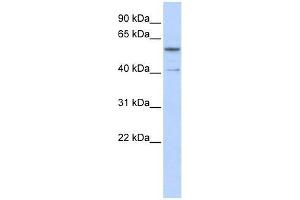 ZNF284 antibody used at 0. (ZNF284 anticorps  (C-Term))
