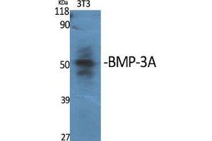 Western Blot (WB) analysis of specific cells using BMP-3A Polyclonal Antibody. (BMP3 anticorps  (Internal Region))