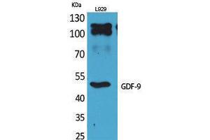 Western Blotting (WB) image for anti-Growth Differentiation Factor 9 (GDF9) (C-Term) antibody (ABIN3187820) (GDF9 anticorps  (C-Term))