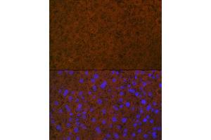 Immunofluorescence analysis of mouse liver using Coagulation Coagulation Protein C Rabbit mAb (ABIN7271333) at dilution of 1:100 (40x lens). (PROC anticorps)