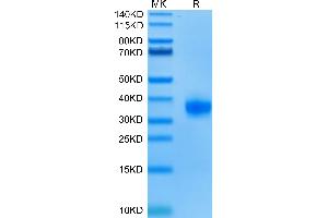 Biotinylated Human ULBP-2 on Tris-Bis PAGE under reduced condition.