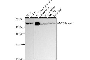 Western blot analysis of extracts of various cell lines, using (ABIN7268454) at 1:500 dilution. (MC5 Receptor anticorps)