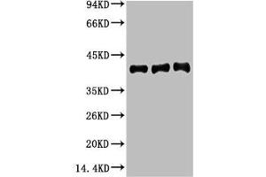 Western blot analysis of 1) Hela, 2) Mouse Brain tissue, 3) Rat Brain tissue, diluted at 1:20000. (Actin anticorps)