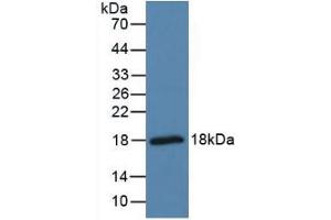 Figure. (Pleiotrophin anticorps  (AA 33-168))