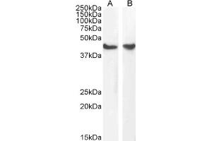 (ABIN185271) (1 μg/mL) staining of HeLa (A) and NIH3T3 (B) cell lysate (35 μg protein in RIPA buffer).