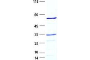 Validation with Western Blot