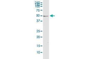 ODC1 monoclonal antibody (M01), clone 2G5.