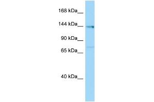 Host:  Rabbit  Target Name:  Plekha6  Sample Type:  Rat Testis lysates  Antibody Dilution:  1. (PLEKHA6 anticorps  (Middle Region))