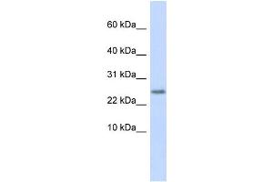 WB Suggested Anti-CST9 Antibody Titration:  0. (CST9 anticorps  (Middle Region))