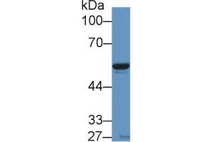 Western Blot; Sample: Porcine Heart lysate; Primary Ab: 1µg/ml Rabbit Anti-Human VF Antibody Second Ab: 0. (NAMPT anticorps  (AA 1-491))