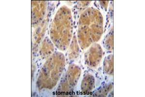AARS2 Antibody immunohistochemistry analysis in formalin fixed and paraffin embedded human stomach tissue followed by peroxidase conjugation of the secondary antibody and DAB staining. (AARS2 anticorps  (AA 366-394))