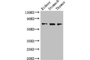 Western Blot Positive WB detected in: Mouse kidney tissue, Mouse stomach tissue, Mouse thymus tissue All lanes: COL4A3BP antibody at 3. (COL4A3BP anticorps  (AA 201-500))