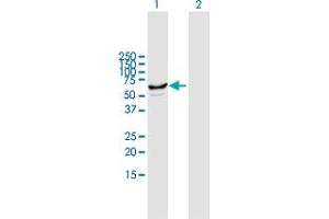 Western Blot analysis of CYP2J2 expression in transfected 293T cell line by CYP2J2 MaxPab polyclonal antibody. (CYP2J2 anticorps  (AA 1-502))