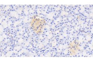 Detection of GNaZ in Human Pancreas Tissue using Polyclonal Antibody to G Protein Alpha Z (GNaZ) (GNaZ anticorps  (AA 2-219))