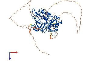 AlphaFold protein structure predicition of Mouse Recombinant Phf1 Protein, UniprotID Q9Z1B8