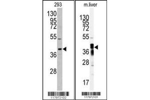 Western blot analysis of anti-AKR7A2 antibody in 293 cell line lysates (35ug/lane) Western blot analysis of anti-AKR7A2 Antibody in mouse liver tissue lysates (35ug/lane). (AKR7A2 anticorps  (N-Term))