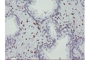 Image no. 1 for anti-RNA Binding Protein with Multiple Splicing (RBPMS) antibody (ABIN1500642)