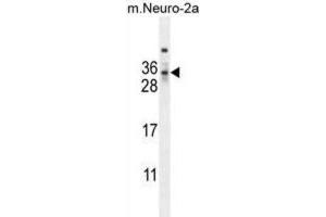 Western Blotting (WB) image for anti-MAF1 Homolog (MAF1) antibody (ABIN2995566)