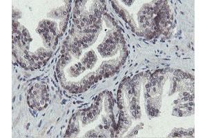 Image no. 10 for anti-OTU Domain, Ubiquitin Aldehyde Binding 1 (OTUB1) antibody (ABIN1499930)