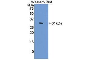Western Blotting (WB) image for anti-Centromere Protein I (CENPI) (AA 292-528) antibody (ABIN1858366)