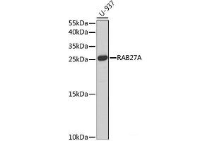 Western blot analysis of extracts of U-937 cells using RAB27A Polyclonal Antibody at dilution of 1:1000. (RAB27A anticorps)