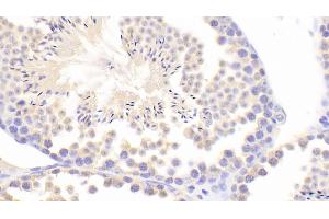 Detection of INHa in Mouse Testis Tissue using Polyclonal Antibody to Inhibin Alpha (INHa) (Inhibin alpha anticorps  (AA 240-366))