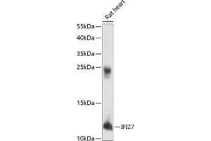 anti-Interferon, alpha-Inducible Protein 27 (IFI27) (AA 1-100) antibody