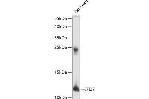 Western blot analysis of extracts of rat heart, using IFI27 antibody (ABIN6133763, ABIN6142164, ABIN6142165 and ABIN6218449) at 1:1000 dilution. (IFI27 anticorps  (AA 1-100))