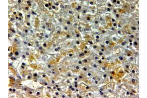 ABIN334401 (2µg/ml) staining of paraffin embedded Human Liver. (FTH1 anticorps  (C-Term))