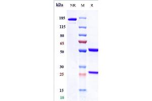Anti-GPC3 / Glypican-3 Reference Antibody (codrituzumab) on SDS-PAGE under reducing (R) condition. (Recombinant GPC3 (Codrituzumab Biosimilar) anticorps)