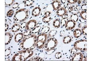 Immunohistochemical staining of paraffin-embedded Human Kidney tissue using anti-TBXAS1 mouse monoclonal antibody.