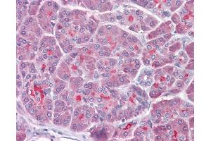 Anti-TRAF3 antibody IHC of human pancreas. (TRAF3 anticorps  (AA 323-340))