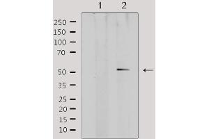 Western blot analysis of extracts from mouse brain, using ADRA1A Antibody. (alpha 1 Adrenergic Receptor anticorps  (Internal Region))