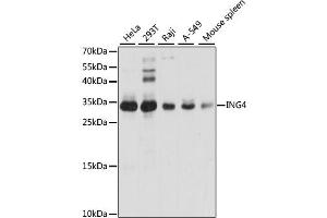Western blot analysis of extracts of various cell lines, using ING4 antibody. (ING4 anticorps)