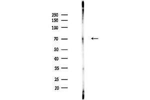 anti-DC-STAMP Domain Containing 1 (DCST1) antibody