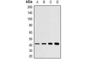 Western blot analysis of SAPK2 expression in SW620 (A), mouse kidney (B), mouse liver (C), rat brain (D) whole cell lysates. (MAPK11 anticorps)