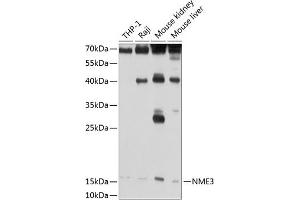 Western blot analysis of extracts of various cell lines, using NME3 antibody (ABIN3016659, ABIN3016660, ABIN3016661 and ABIN6219806) at 1:1000 dilution. (NME3 anticorps  (AA 20-169))